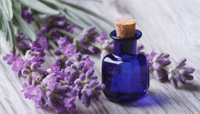 Mengenal Khasiat Minyak Herbal Lavender Redakan Sakit Kepala